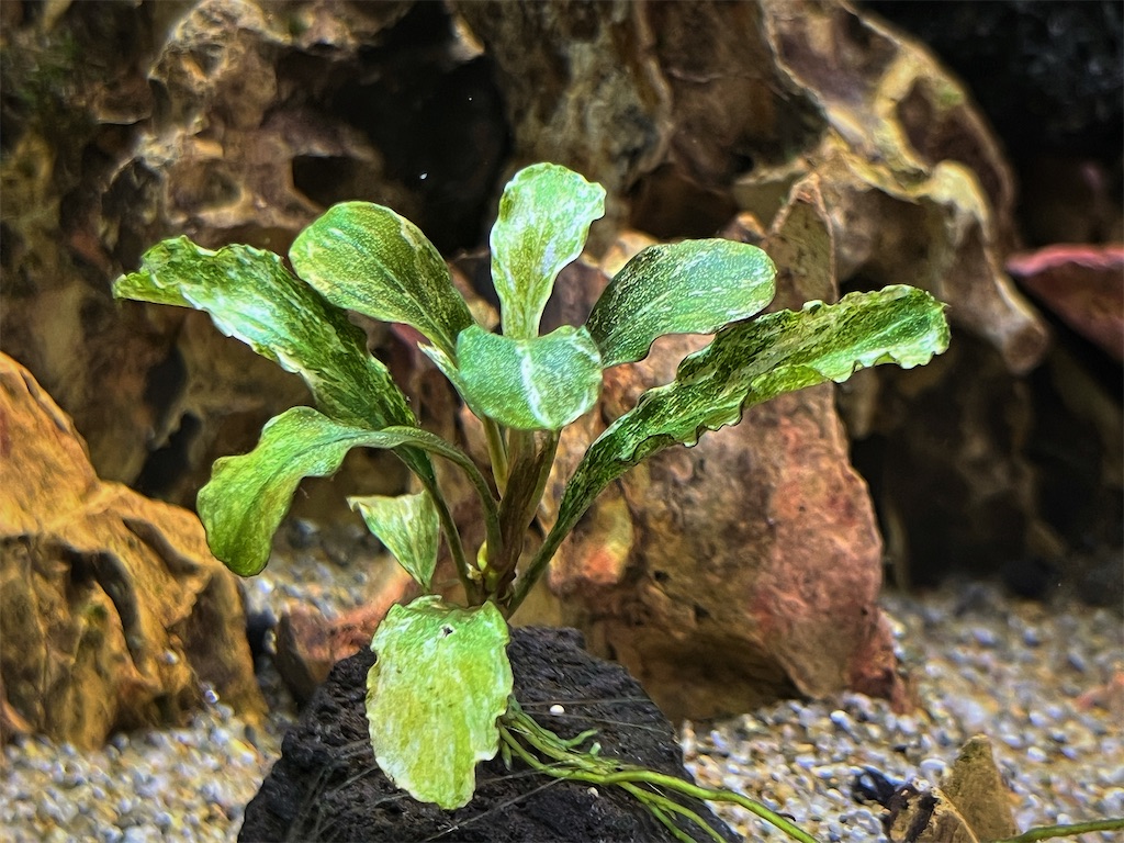 ブセファランドラ（斑入り株）Bucephalandra Pipto とてもレア