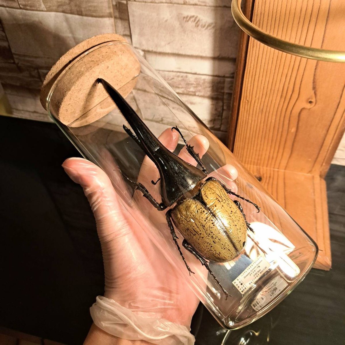 D.h. ヘラクレス 標本 max 180㎜ D.h. ヘラクレス 標本 max 180㎜ D.h.