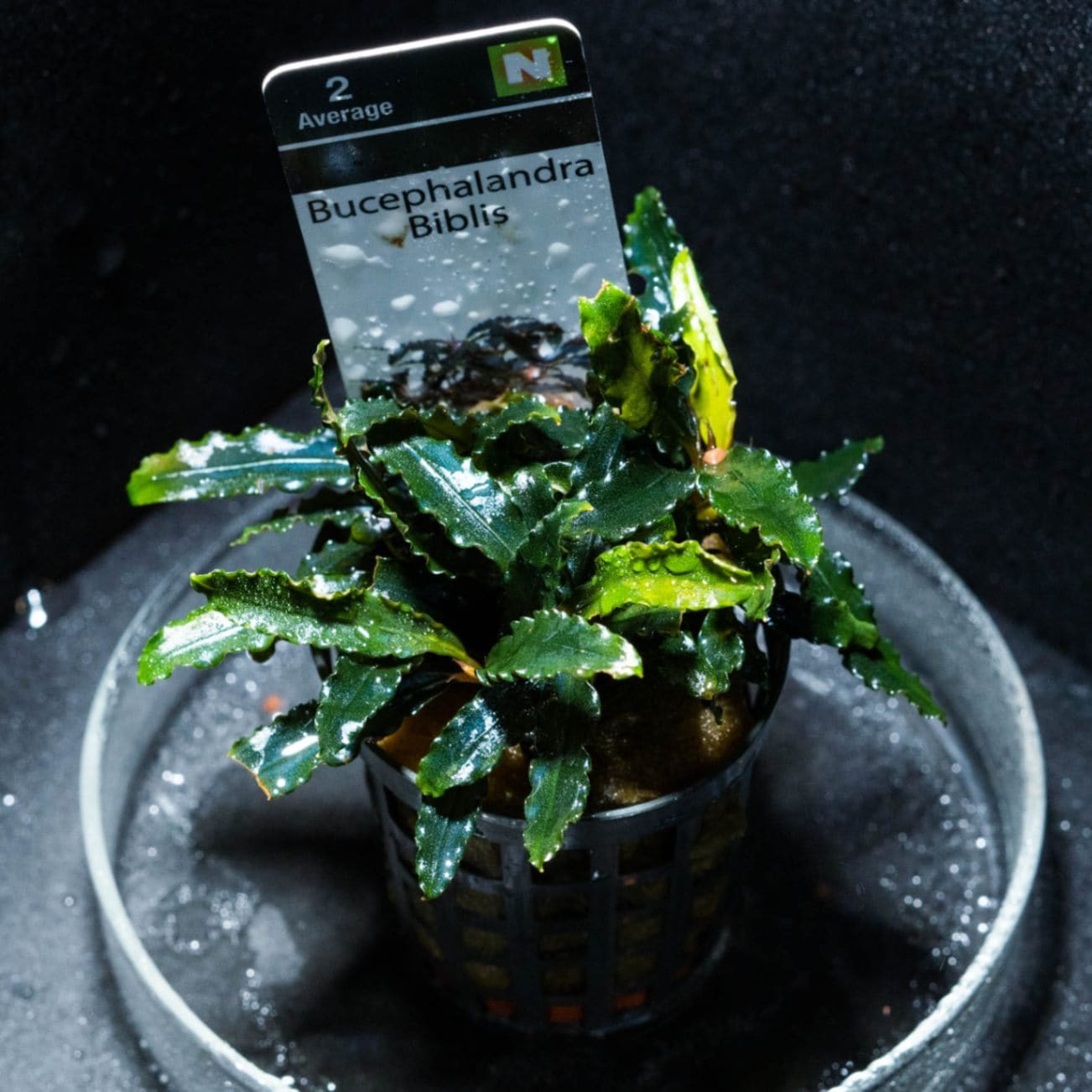 み*！様 ブセファランドラ（斑入り株）Bucephalandra Pipto と み*！様