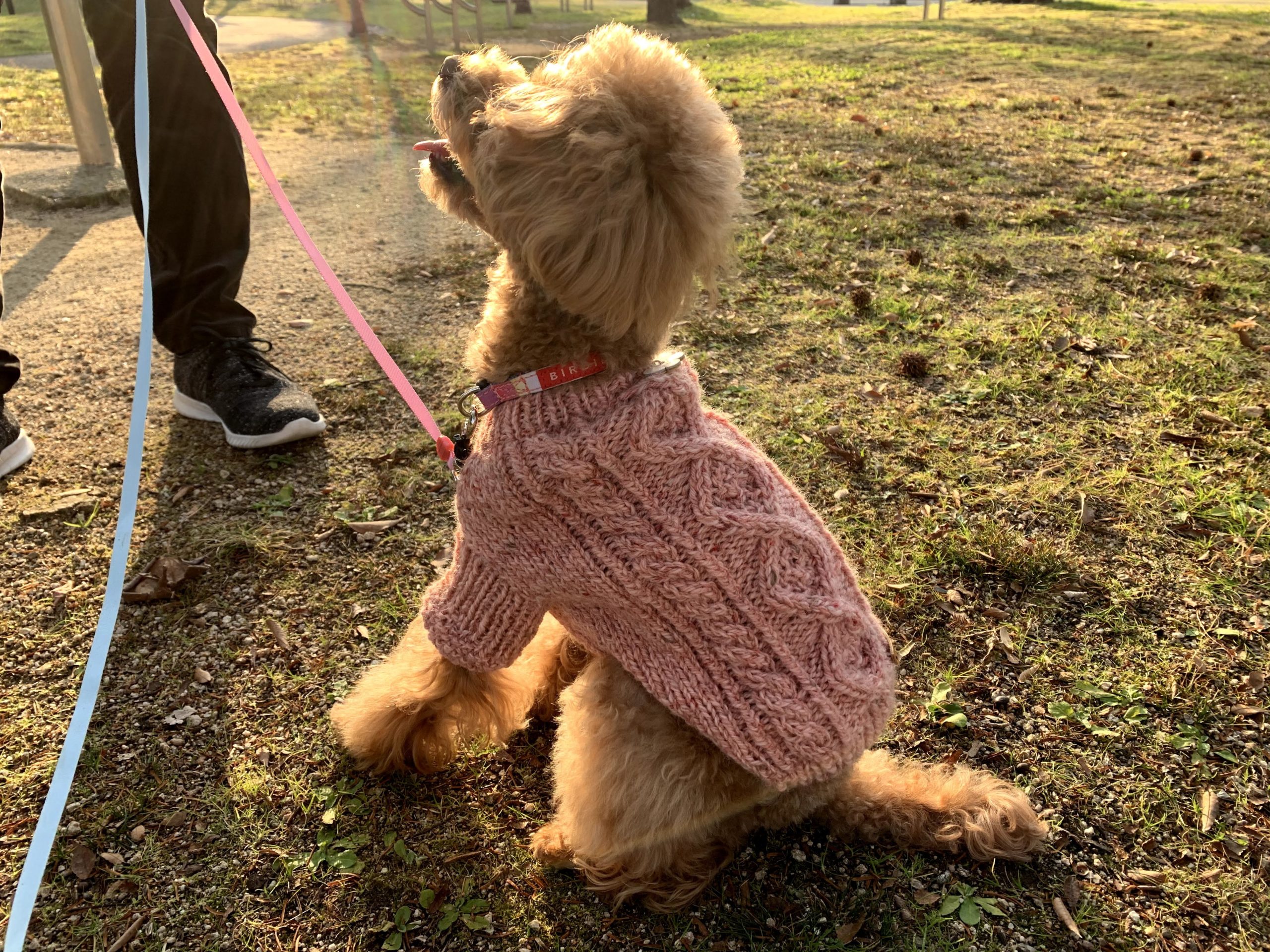 アランツイードで編む！かのこダイヤのアラン模様ワンコニット【犬服