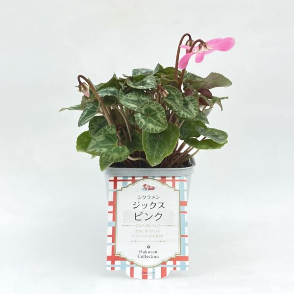 七宝額 シクラメン 七宝額 シクラメン 美術品・アンティーク・コレクション