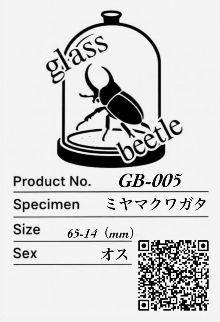 Glass Beetleミヤマクワガタ標本 GB-005】
